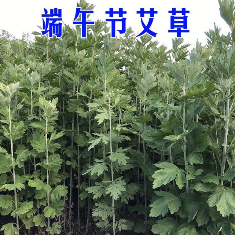 蕲艾端午节艾草菖蒲搭配套餐品质保证诚信经营