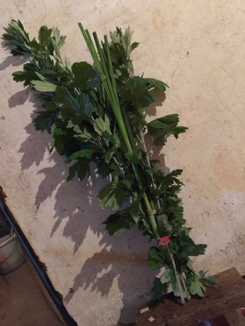 蕲艾端午节艾草菖蒲搭配套餐品质保证诚信经营