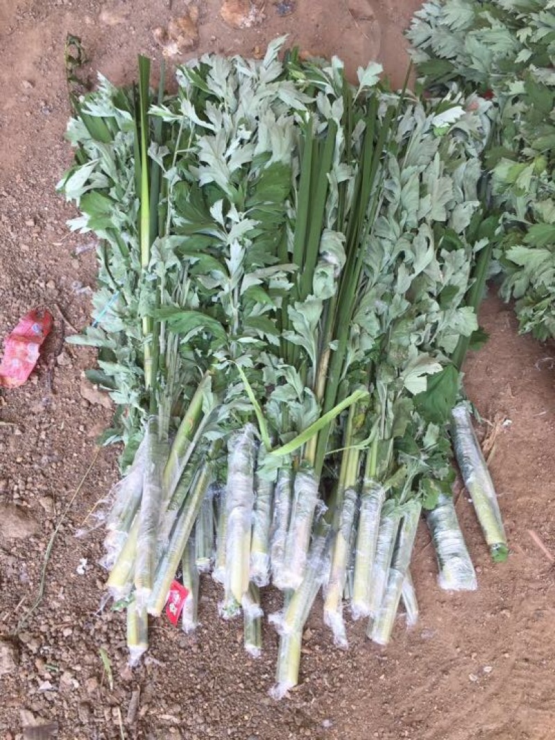 蕲艾端午节艾草菖蒲搭配套餐品质保证诚信经营