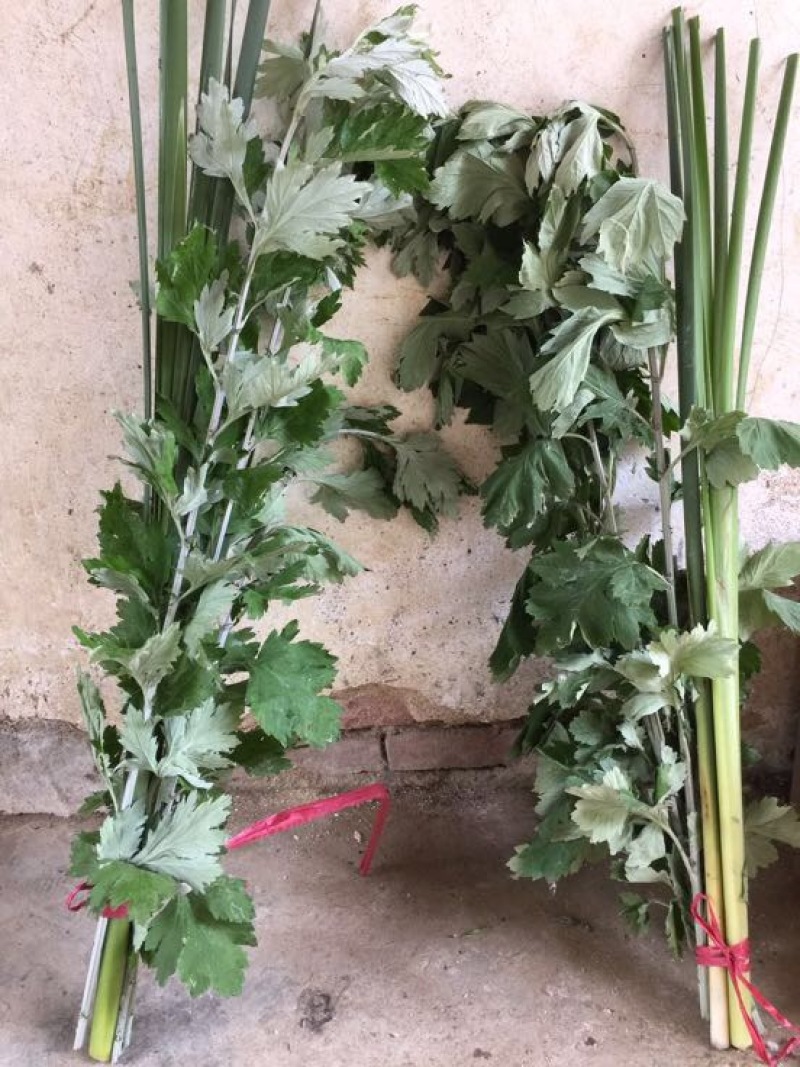 蕲艾端午节艾草菖蒲搭配套餐品质保证诚信经营