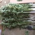 蕲艾端午节艾草菖蒲搭配套餐品质保证诚信经营