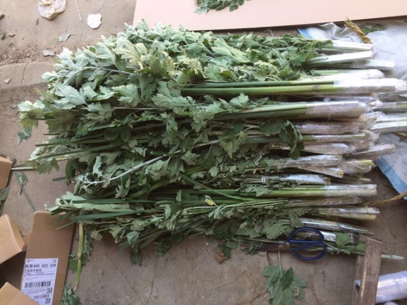 蕲艾端午节艾草菖蒲搭配套餐品质保证诚信经营