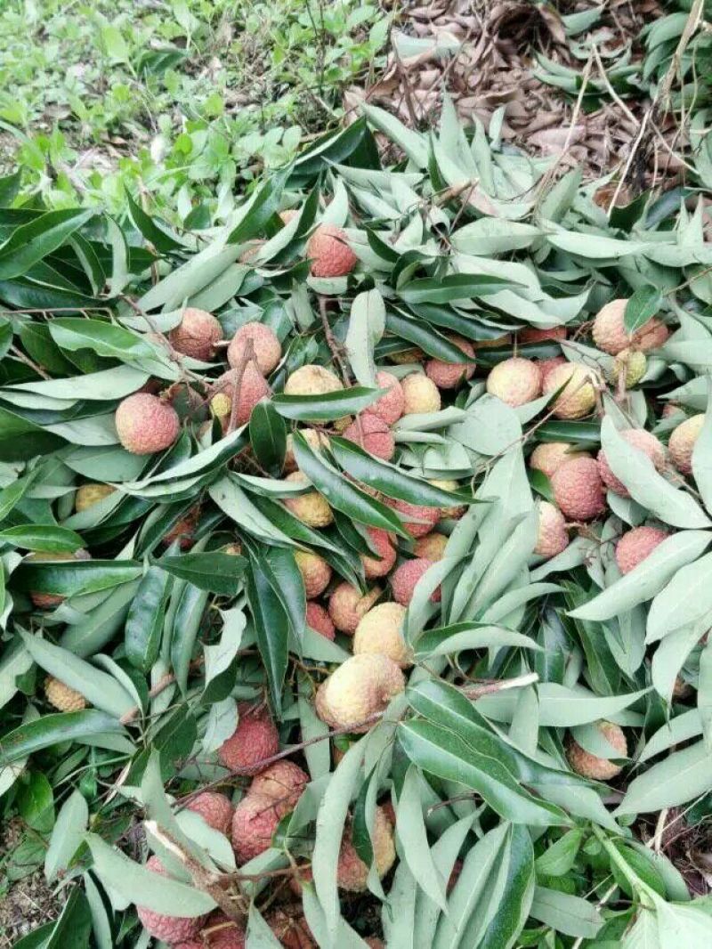 妃子笑荔枝白糖婴大量供应产地直发