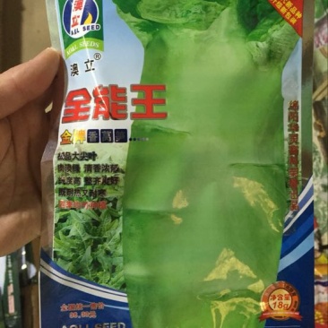 莴笋种子