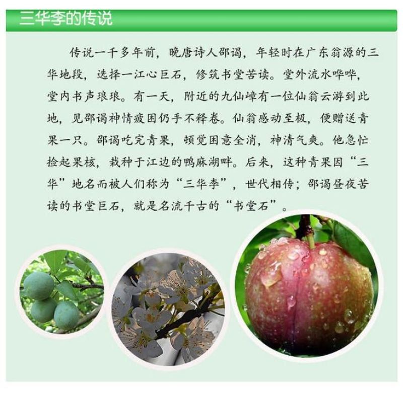 广东省翁源县三华村的正宗三华李