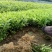 绿化毛娟