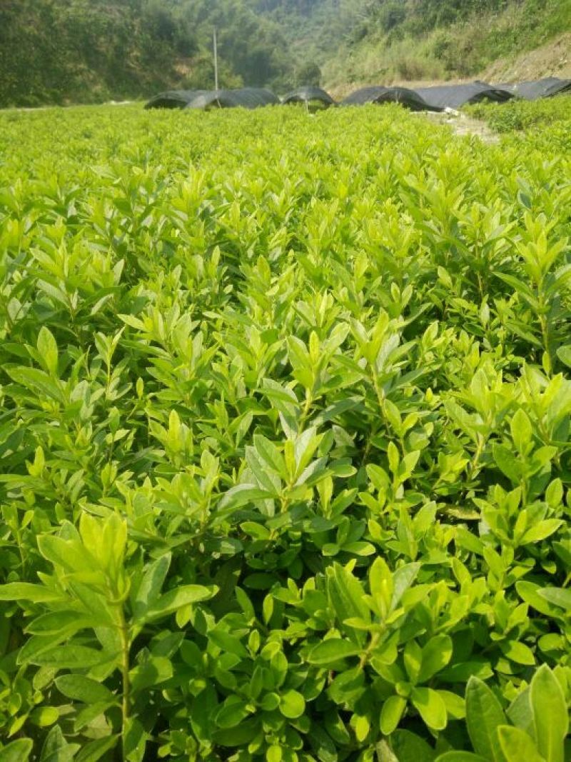 绿化毛娟