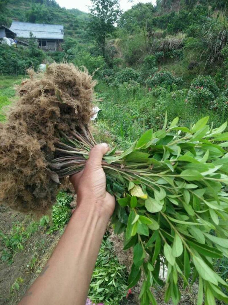 绿化毛娟