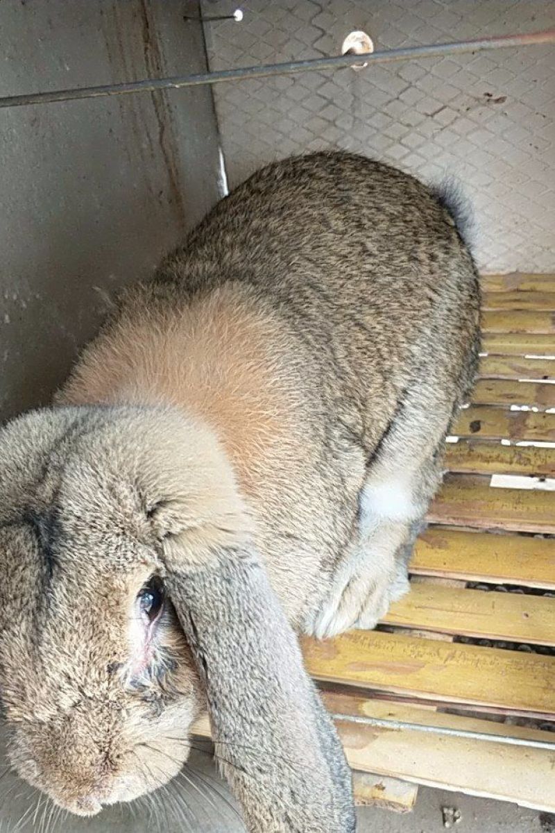 公羊兔种兔肉兔