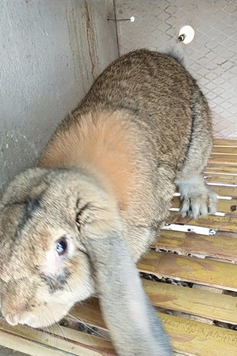 公羊兔种兔肉兔