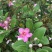 海南蜂蜜，百花蜜，巢蜜，蜂蜜