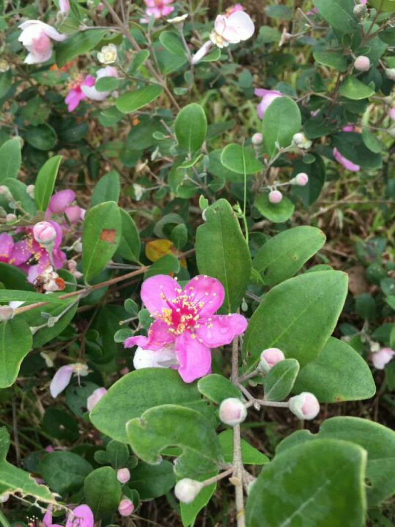 海南蜂蜜，百花蜜，巢蜜，蜂蜜
