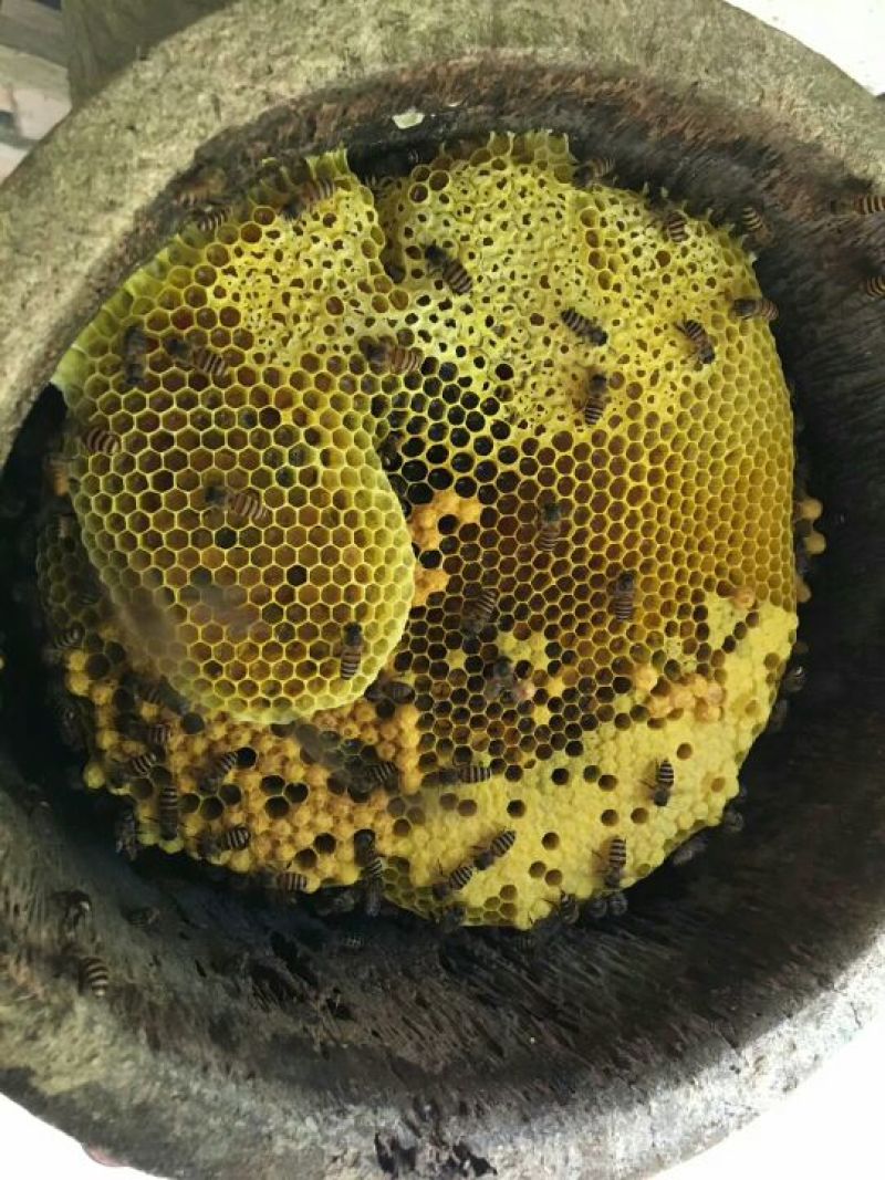 海南蜂蜜，百花蜜，巢蜜，蜂蜜