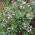 海南蜂蜜，百花蜜，巢蜜，蜂蜜
