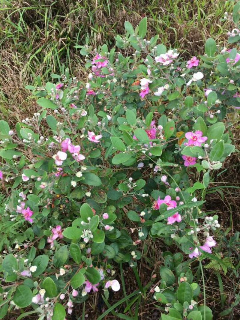 海南蜂蜜，百花蜜，巢蜜，蜂蜜
