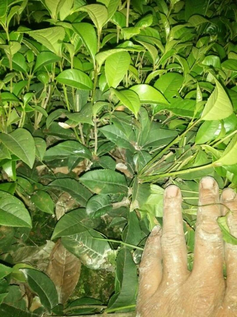桂花