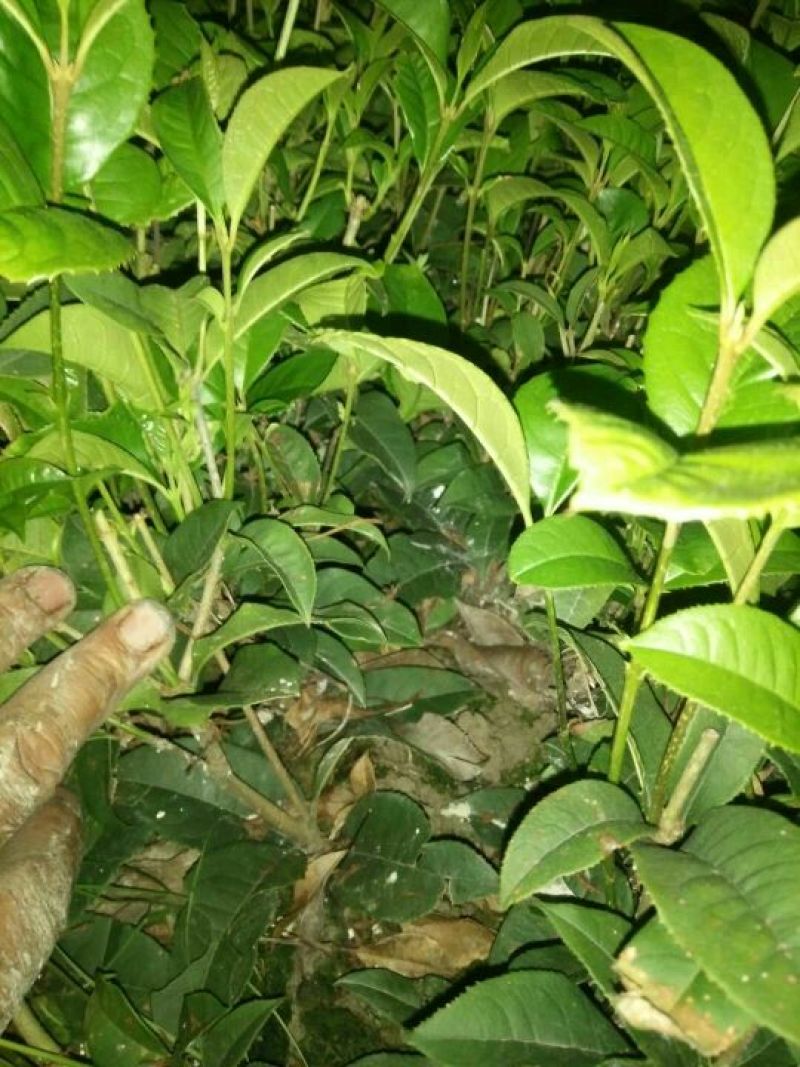桂花