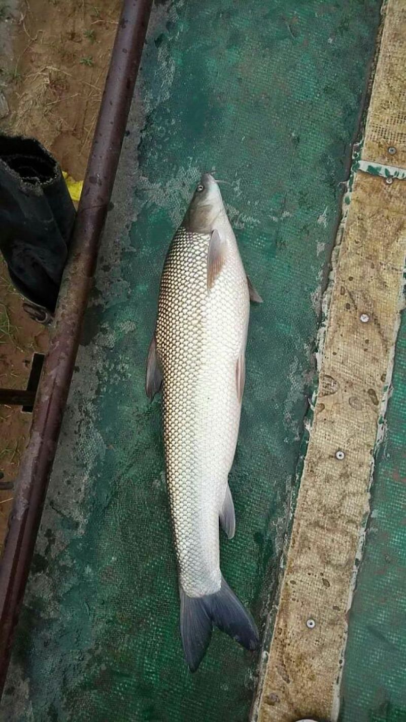 银鳕鱼出售