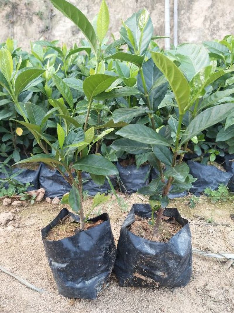 栀子花带花苞发货漳州基地绿化地被苗木