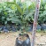 栀子花带花苞发货漳州基地绿化地被苗木