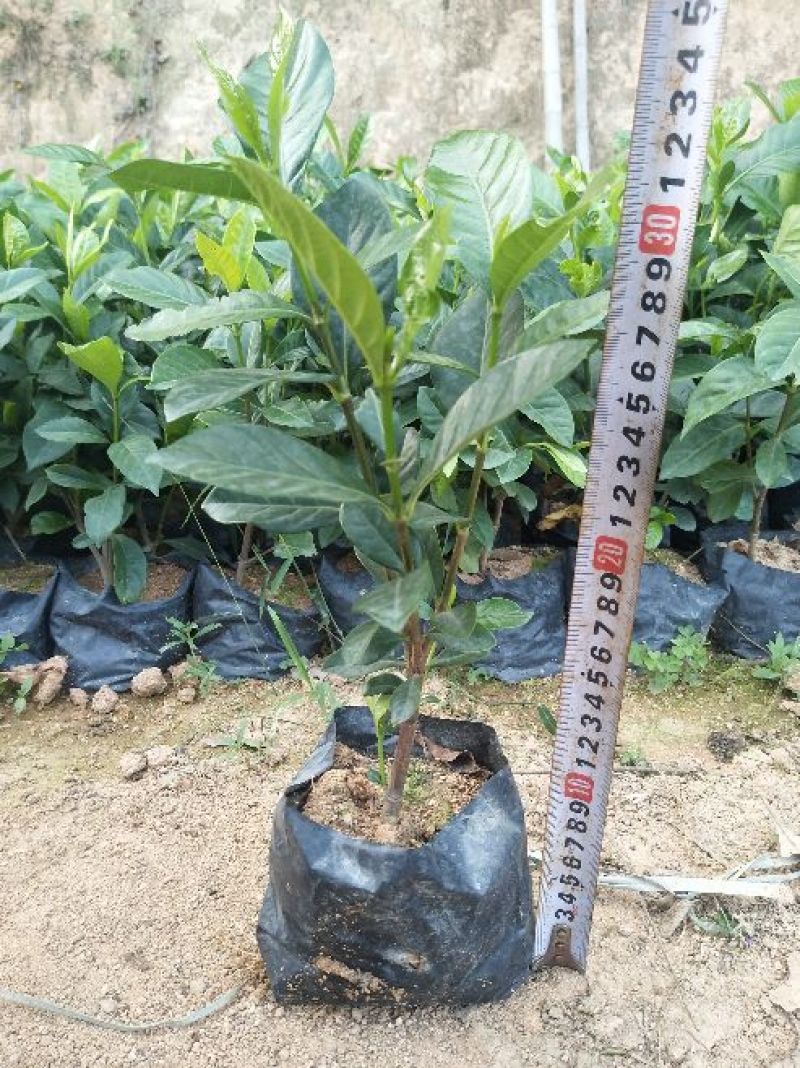 栀子花带花苞发货漳州基地绿化地被苗木