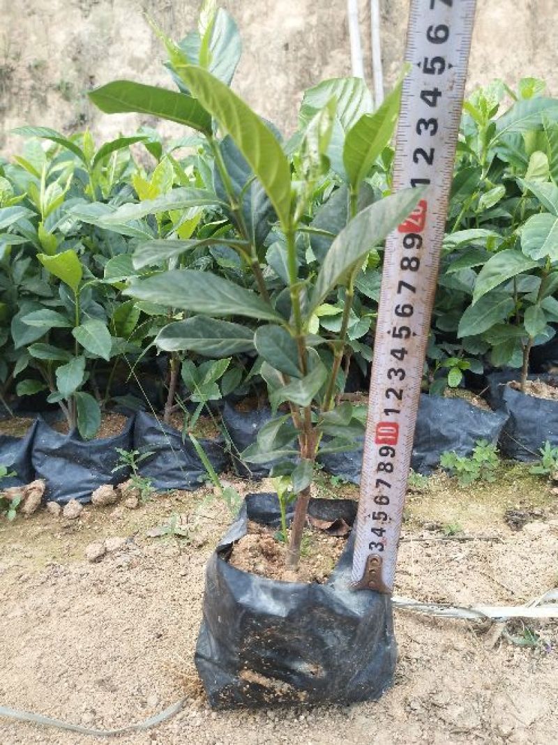栀子花带花苞发货漳州基地绿化地被苗木