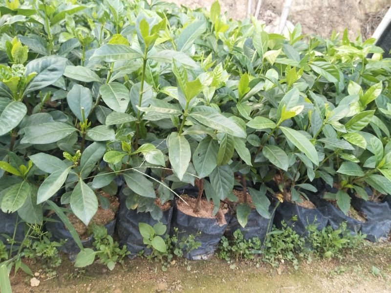 栀子花带花苞发货漳州基地绿化地被苗木
