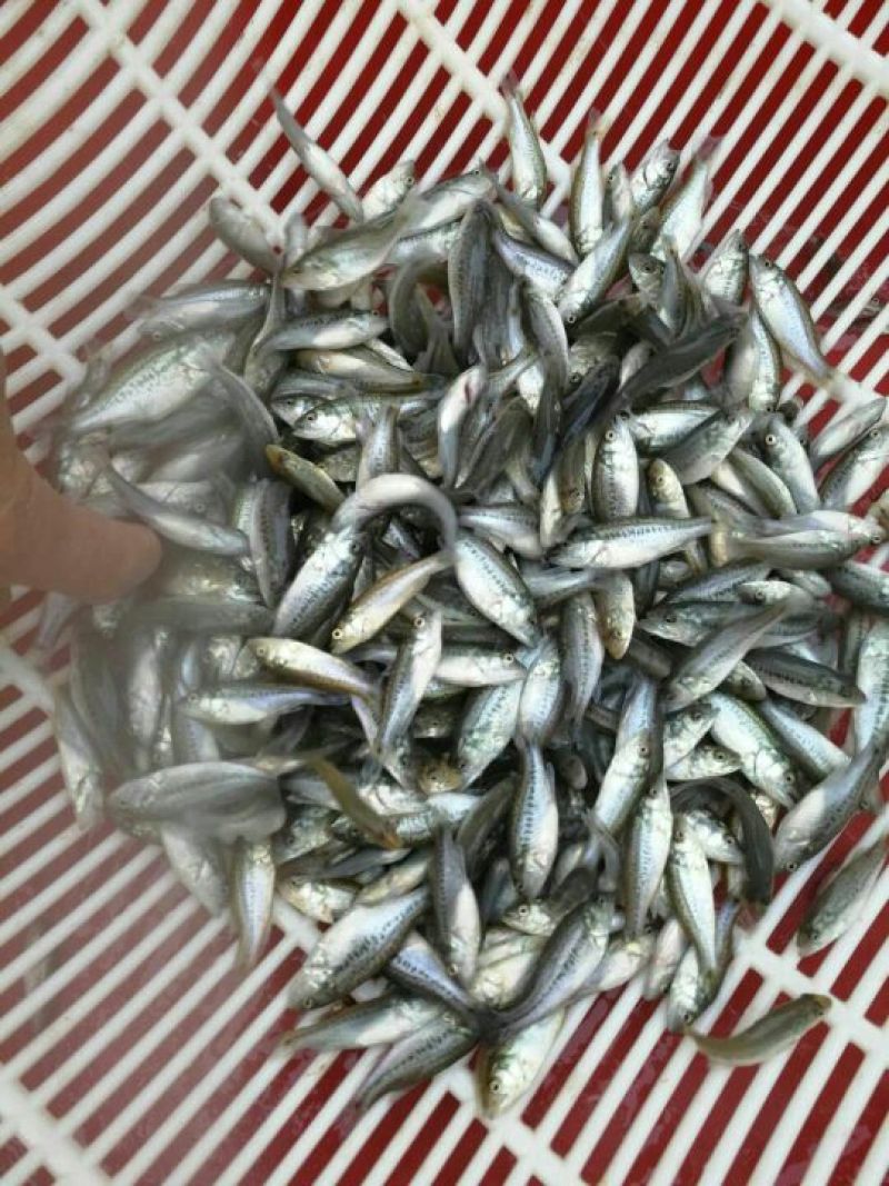 加州鲈鱼苗