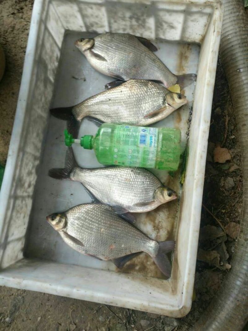 鳊鱼武昌鱼