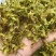 石斛花铁皮石斛花鼓槌石斛花花型大无斑点