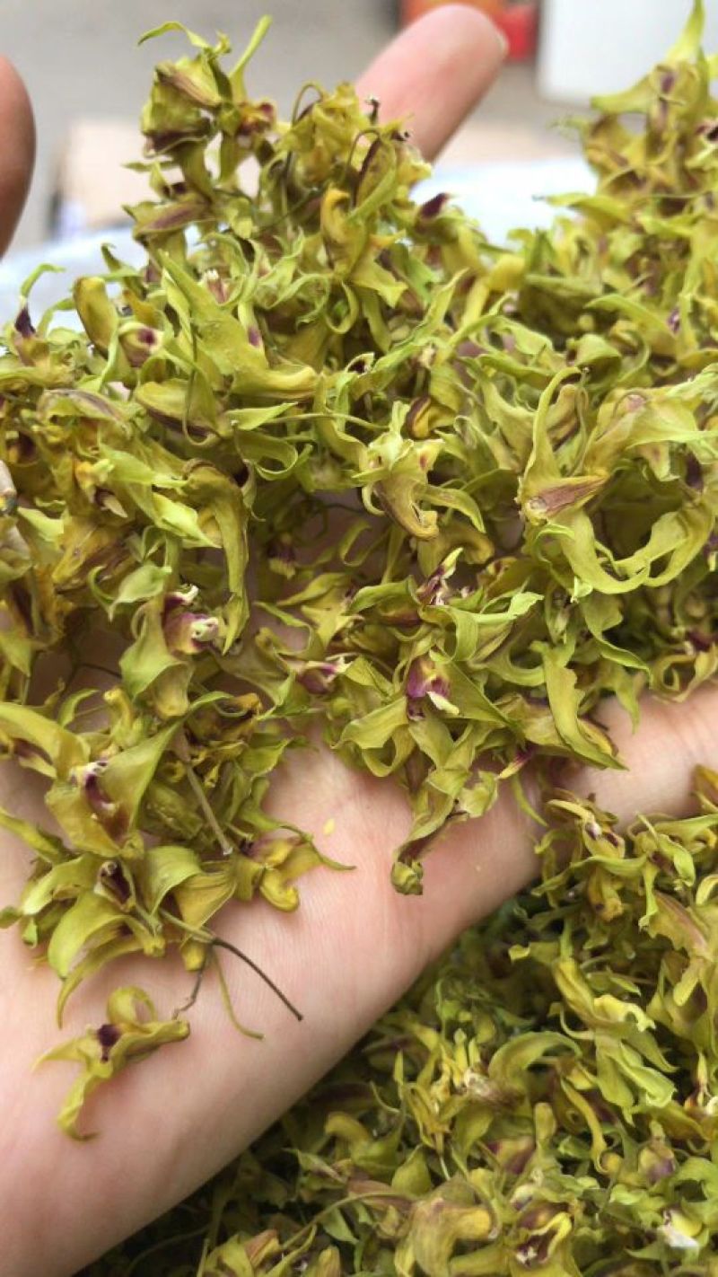 石斛花铁皮石斛花鼓槌石斛花花型大无斑点