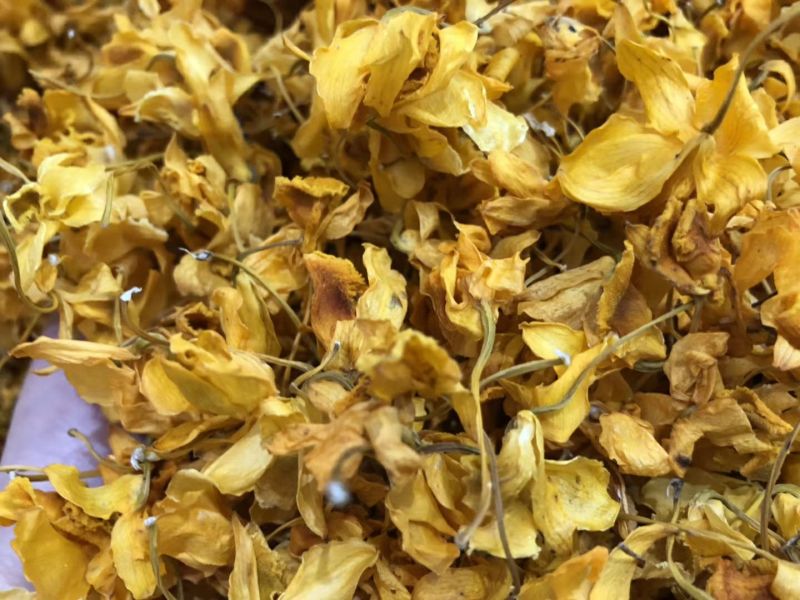 石斛花铁皮石斛花鼓槌石斛花花型大无斑点