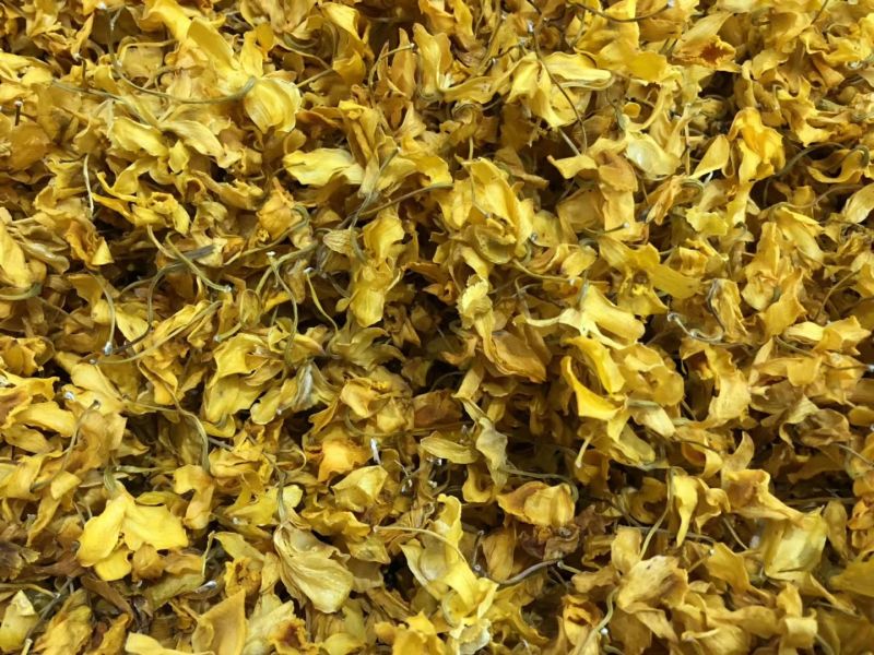 石斛花铁皮石斛花鼓槌石斛花花型大无斑点