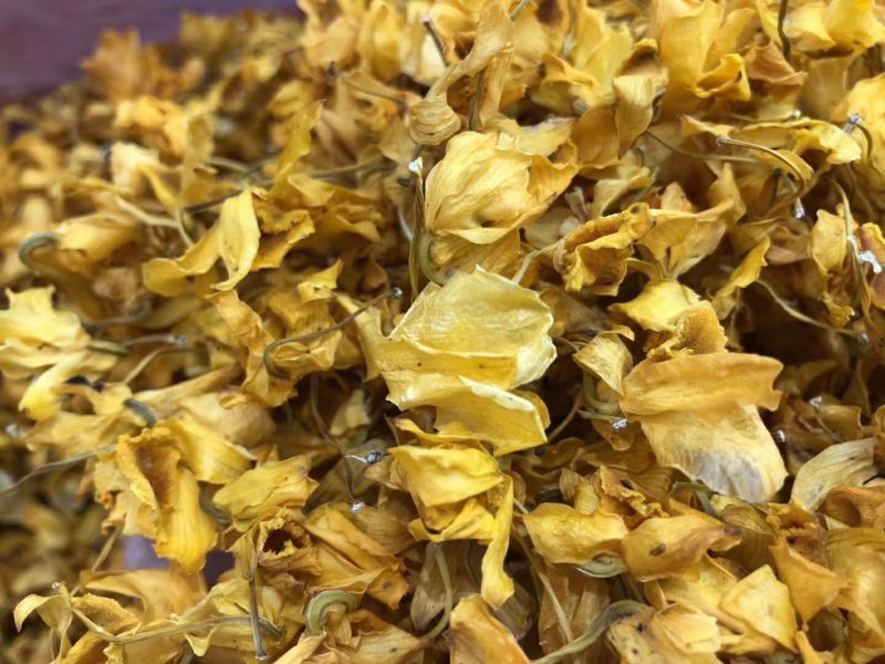 石斛花铁皮石斛花鼓槌石斛花花型大无斑点