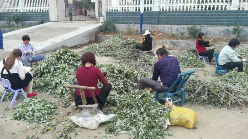 艾叶，艾草纯手工撸艾叶，大叶艾，泡脚，泡澡，家庭必备！