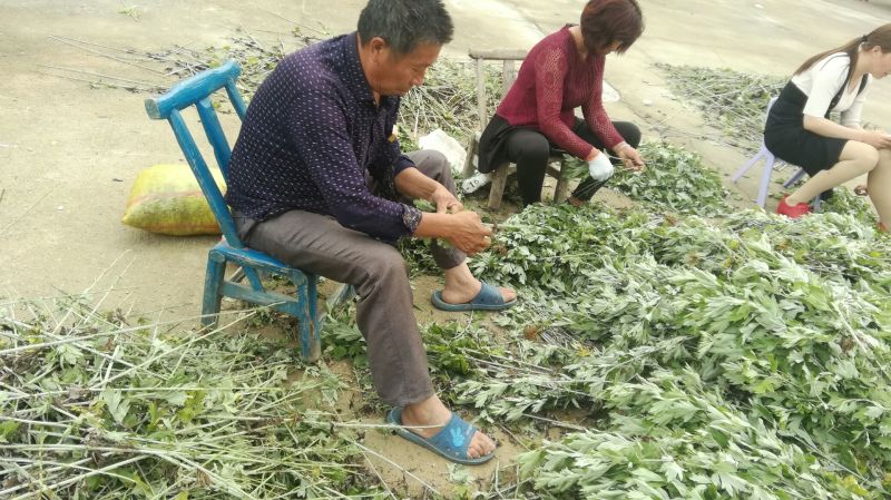 艾叶，艾草纯手工撸艾叶，大叶艾，泡脚，泡澡，家庭必备！