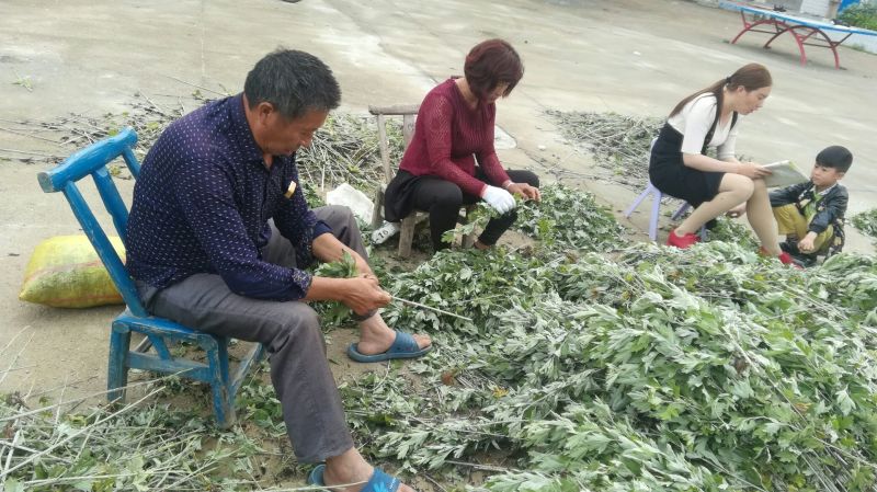 艾叶，艾草纯手工撸艾叶，大叶艾，泡脚，泡澡，家庭必备！