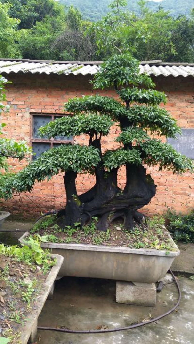 文木盆景