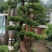 文木盆景