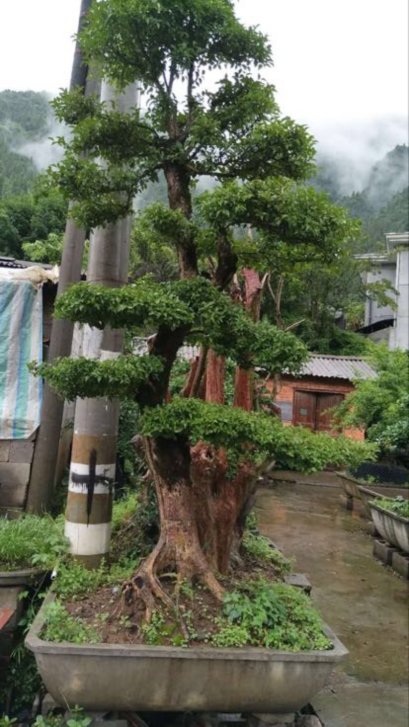 文木盆景