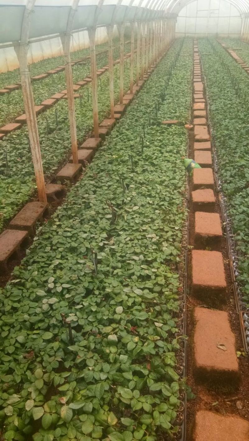 玫瑰花苗，要的老板赶紧联系啦，诚信交易