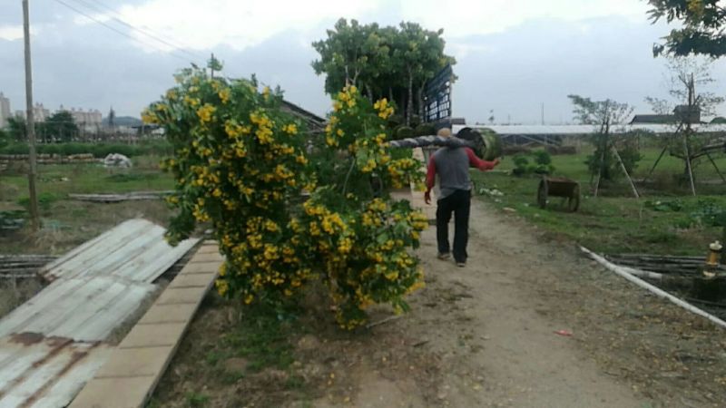 黄花槐
