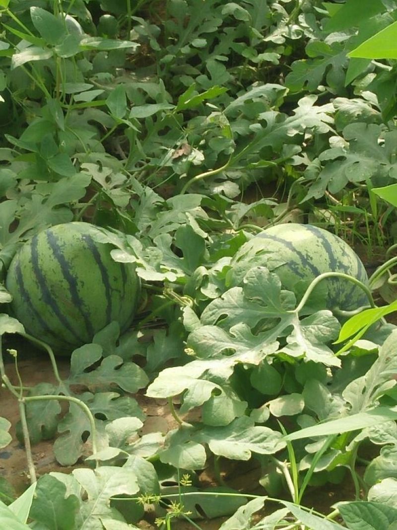 西瓜，甜瓜产地大量上市