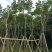 黄花风铃木