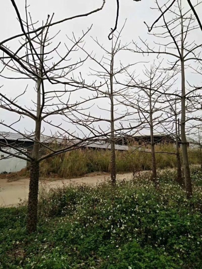 本地木棉