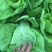 毛白菜