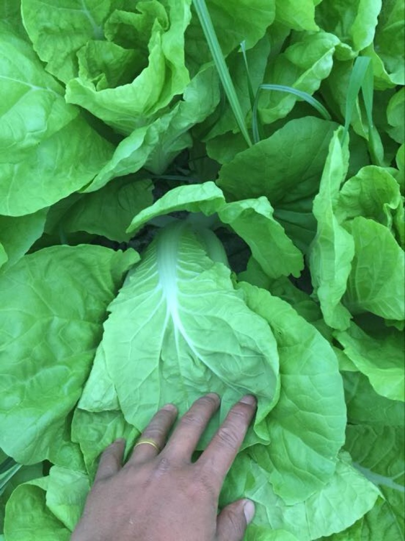 毛白菜
