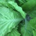 毛白菜