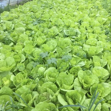 毛白菜