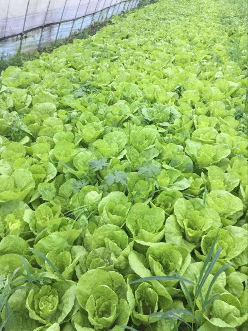 毛白菜